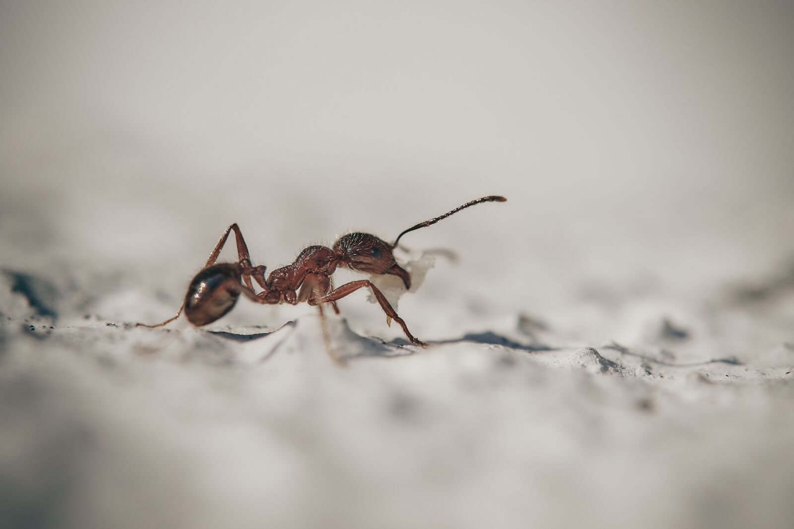 Olympus OM-D E-M1 sample photo. Fourmie, macro, insects photography