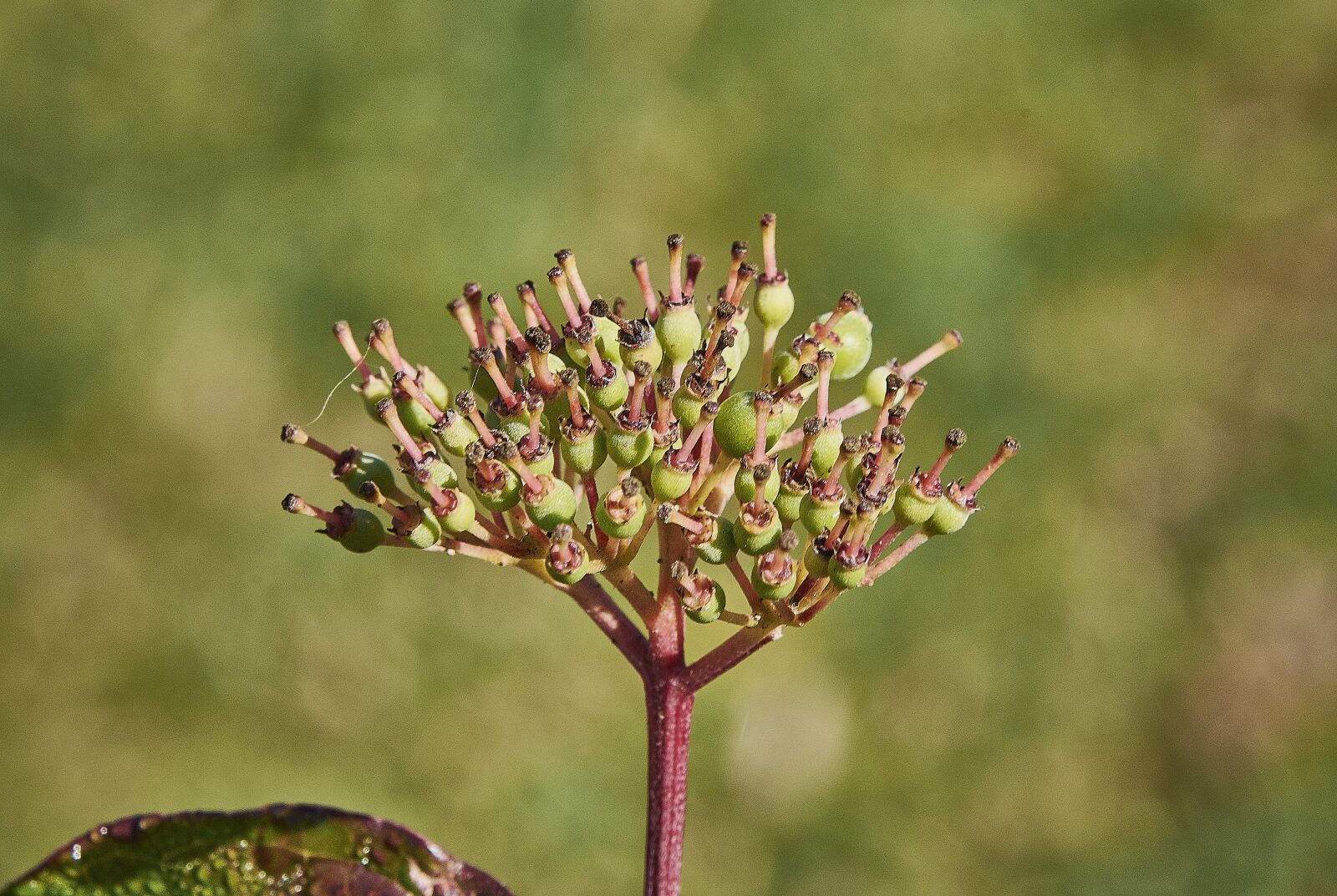 Nikon D7200 sample photo. Flower, autumn, plant photography