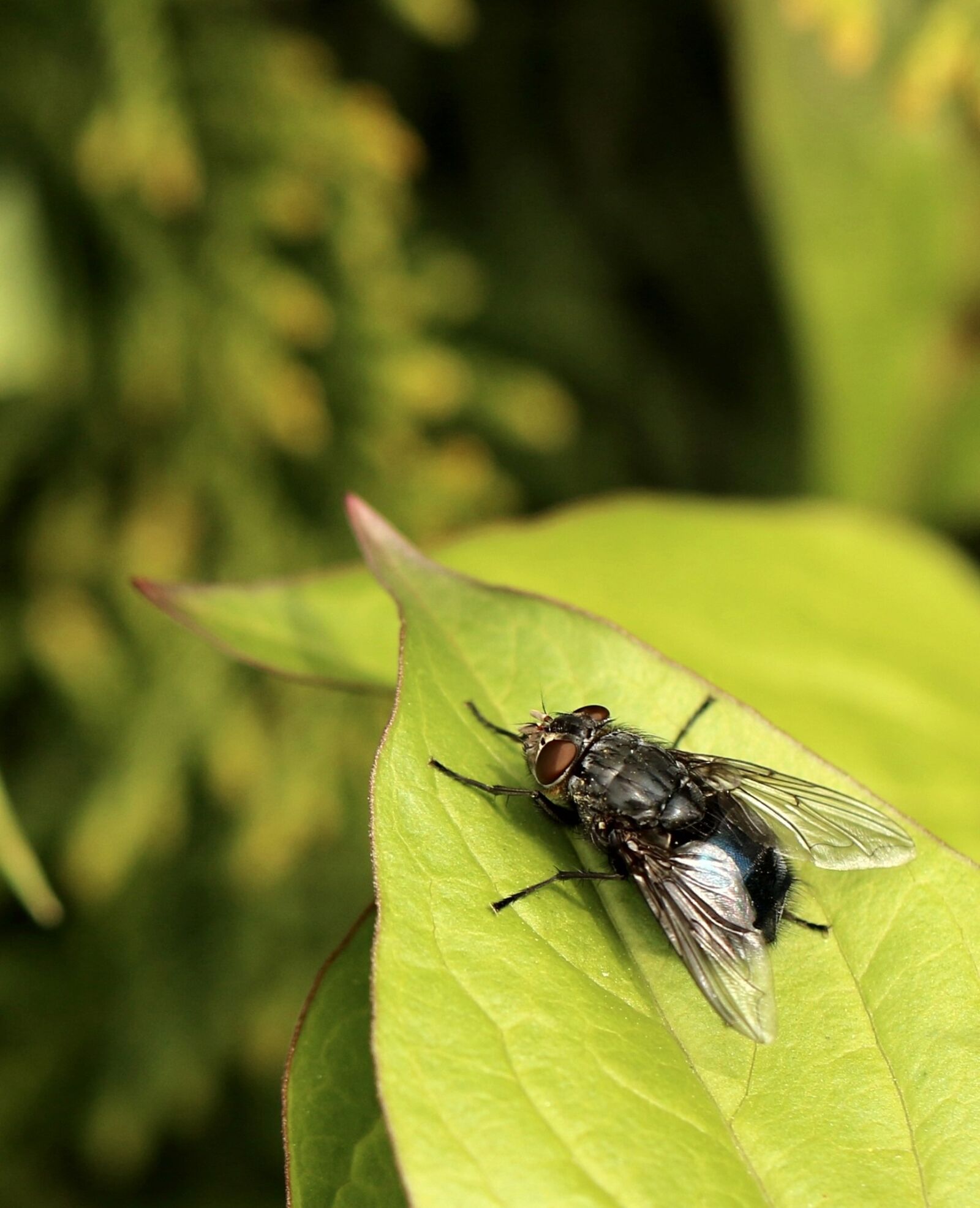 Canon EOS 7D Mark II sample photo. Mucha, closeup, insect photography