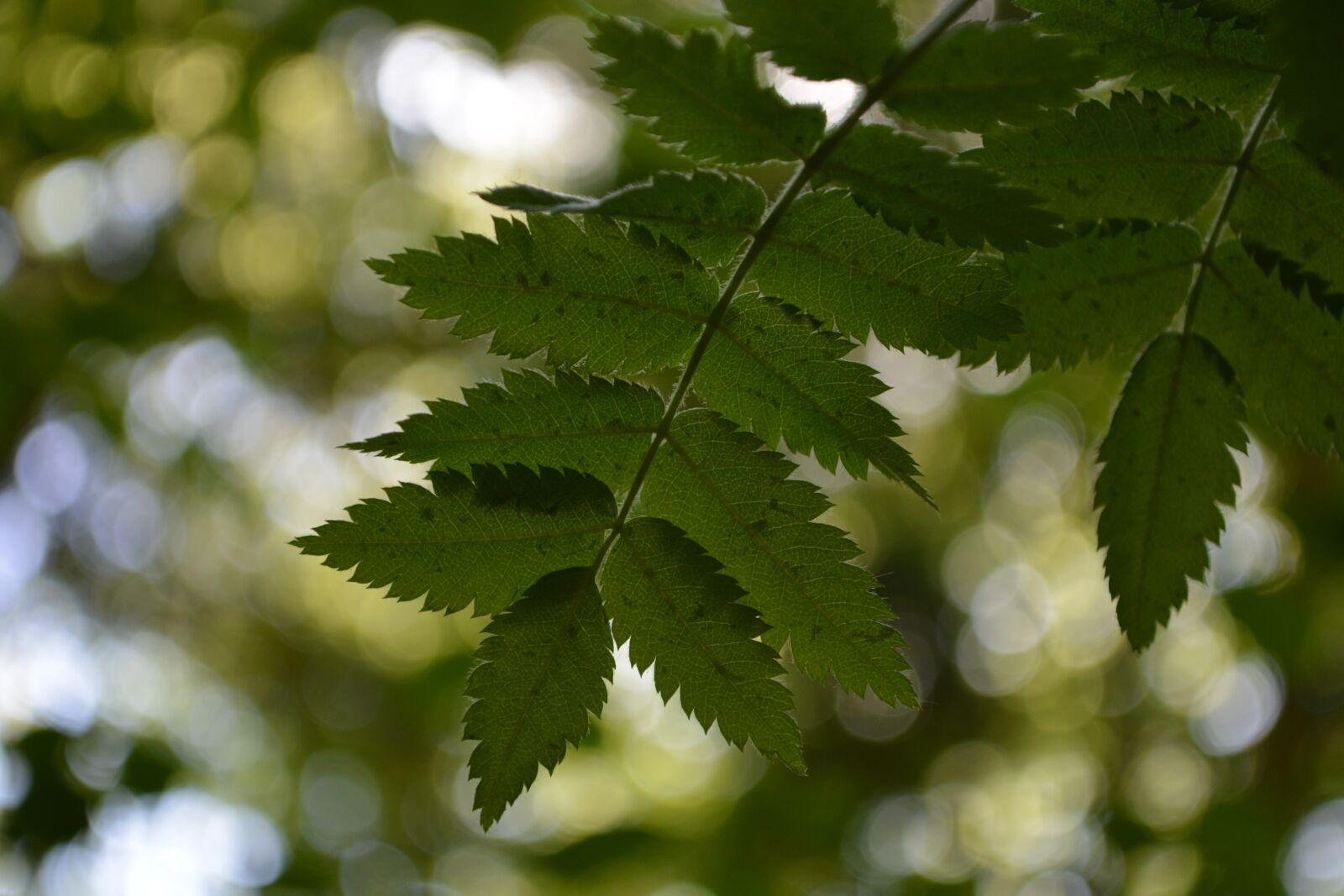 Nikon D5200 sample photo. Leaves, branch, nature photography