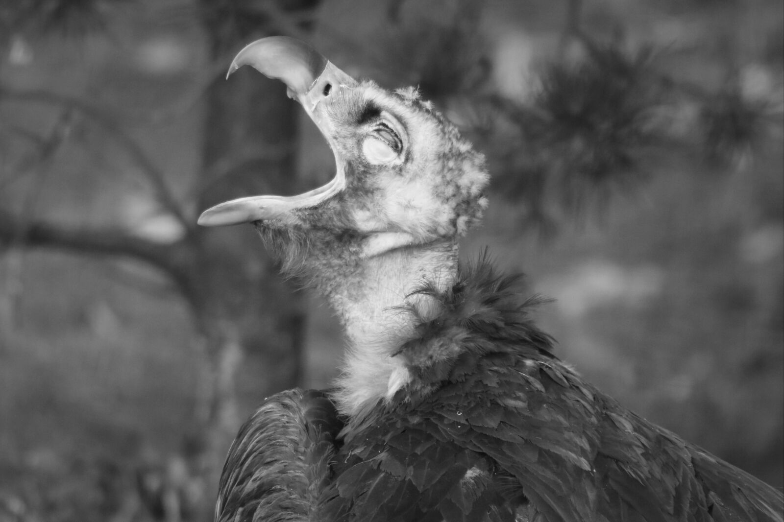 Nikon D7200 sample photo. Vulture, bird, predator photography