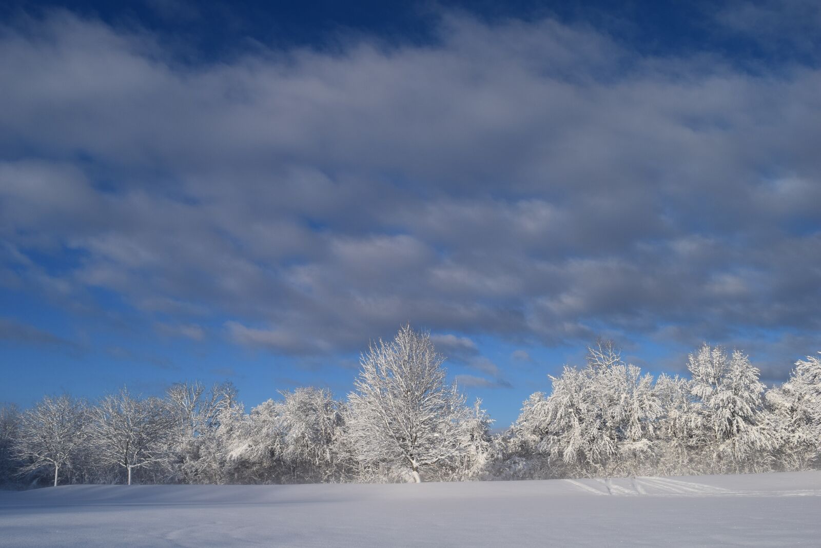 Nikon D3300 sample photo. Snow, trees, winter photography