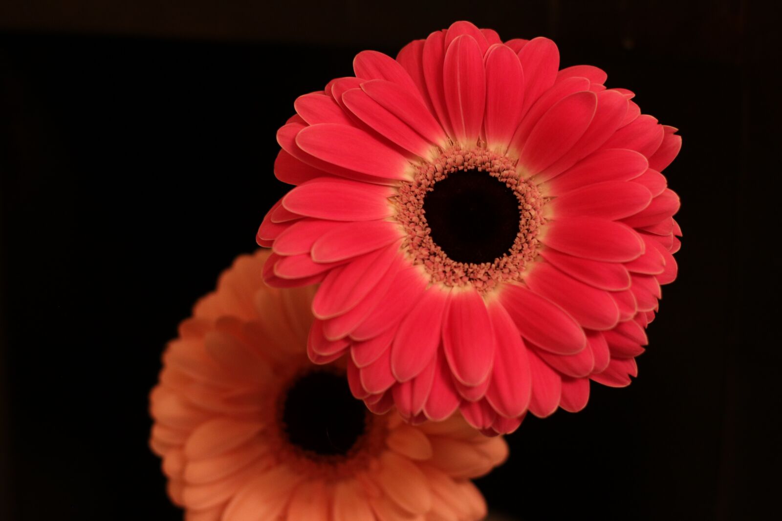 Canon EF 50mm F1.8 STM sample photo. Flowers, gerbera, bloom photography