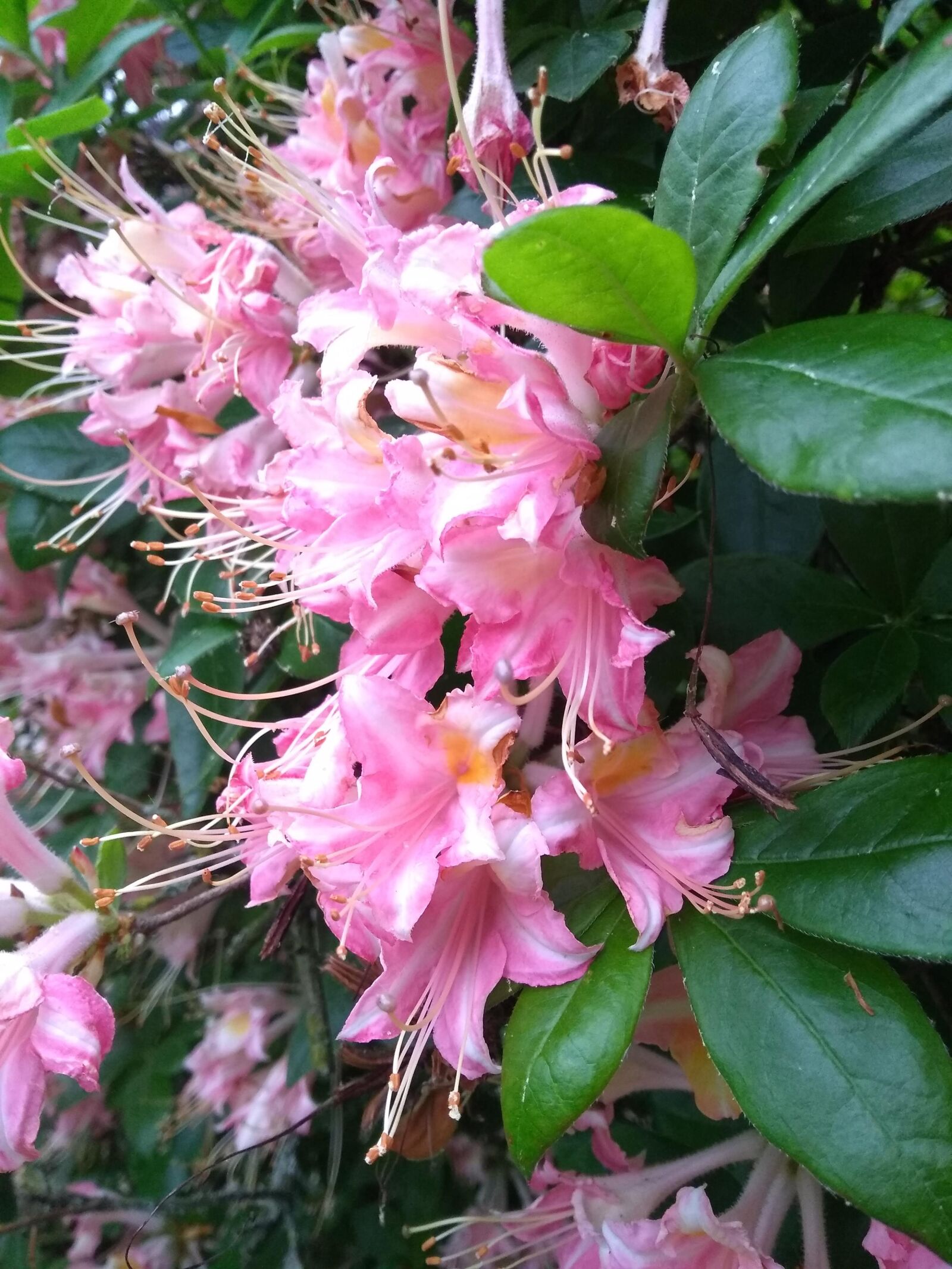 Motorola Moto G (5S) Plus sample photo. Flower, spring, colorful photography