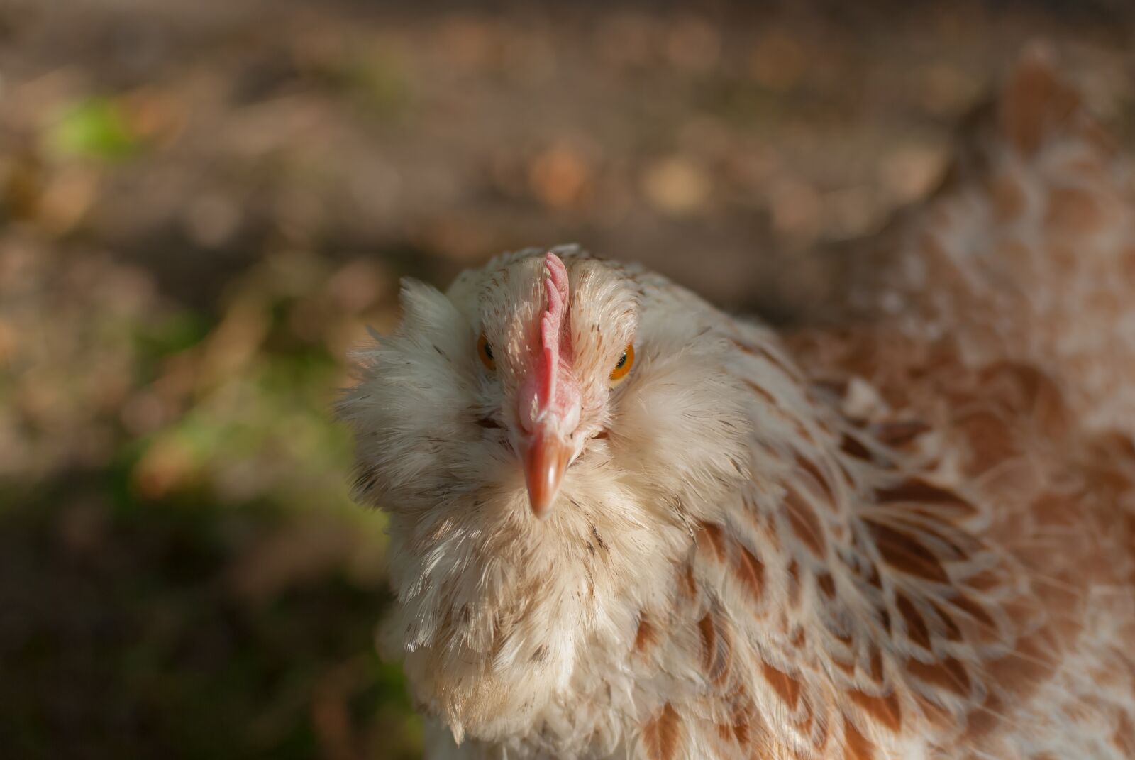 Nikon D80 sample photo. Hen, backyard, look photography