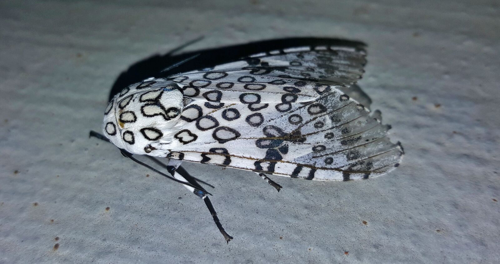 Samsung Galaxy Note5 sample photo. Moth, giant leopard moth photography