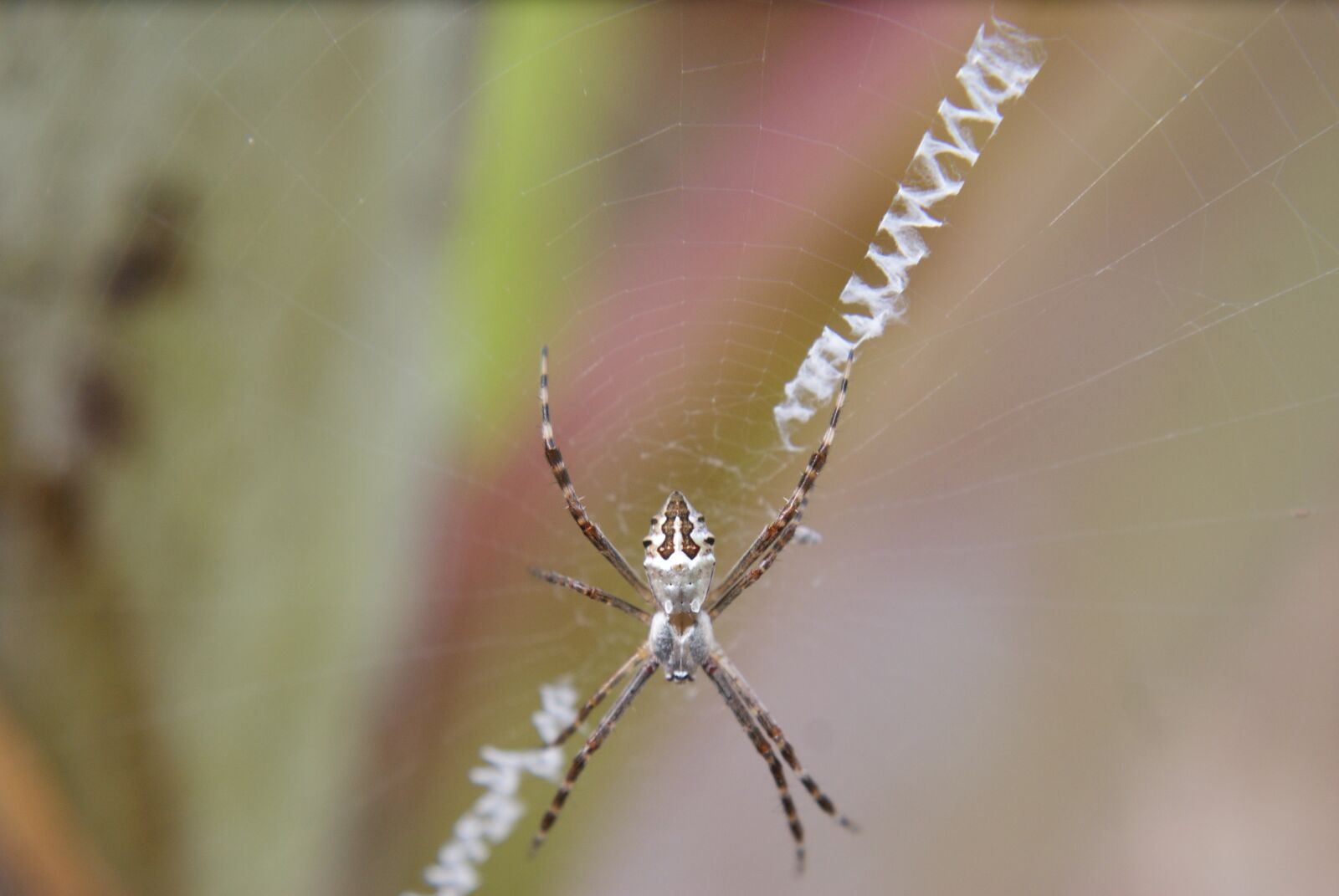 Sony Alpha DSLR-A200 sample photo. Spider, insect, web photography