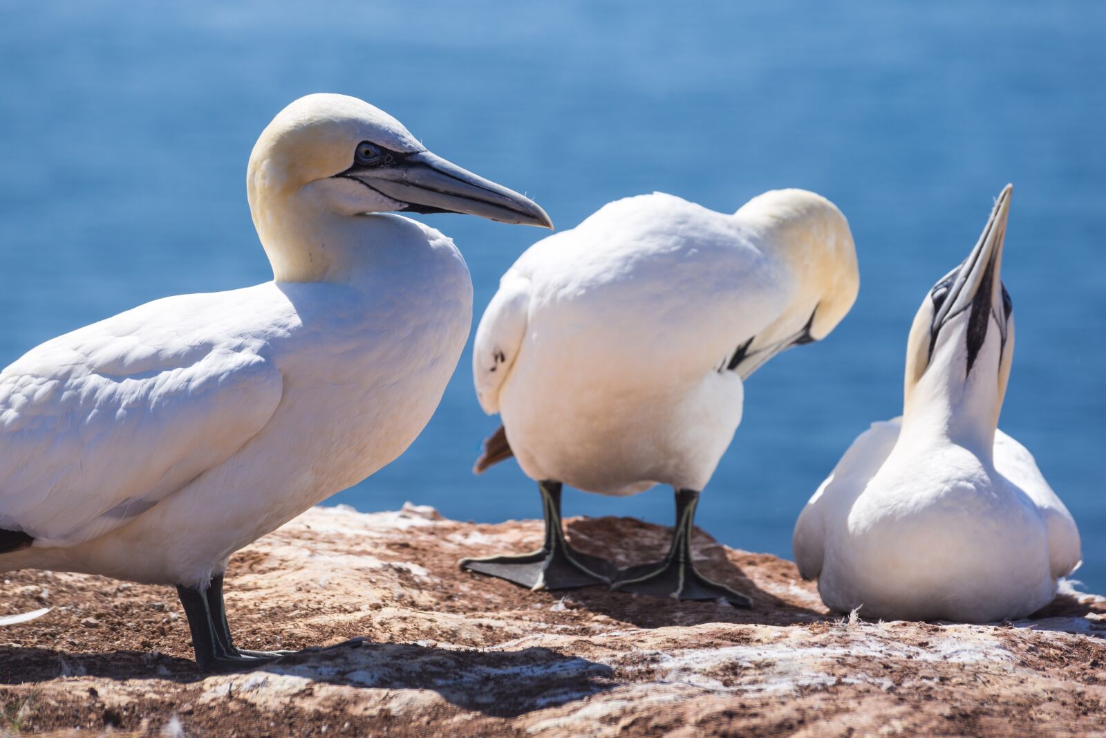 Canon EOS 6D sample photo. Bird, northern gannet, nature photography