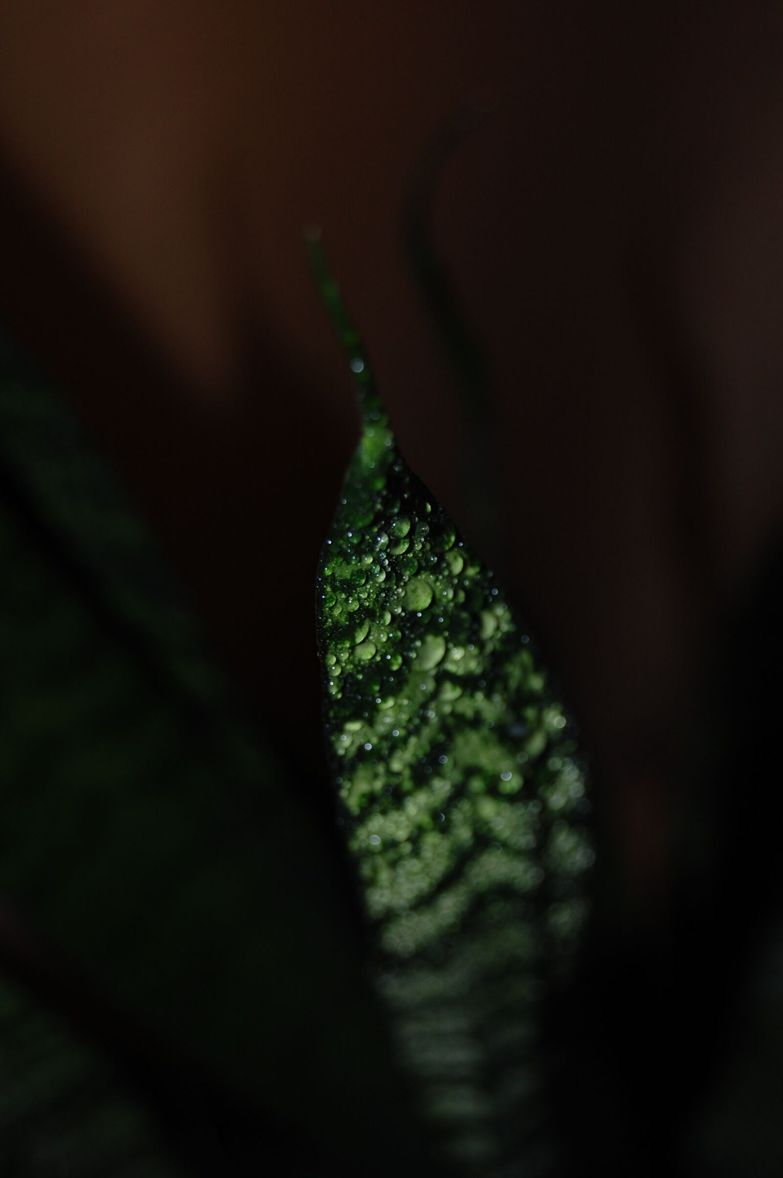 Nikon D40 sample photo. Drops, plant, green photography