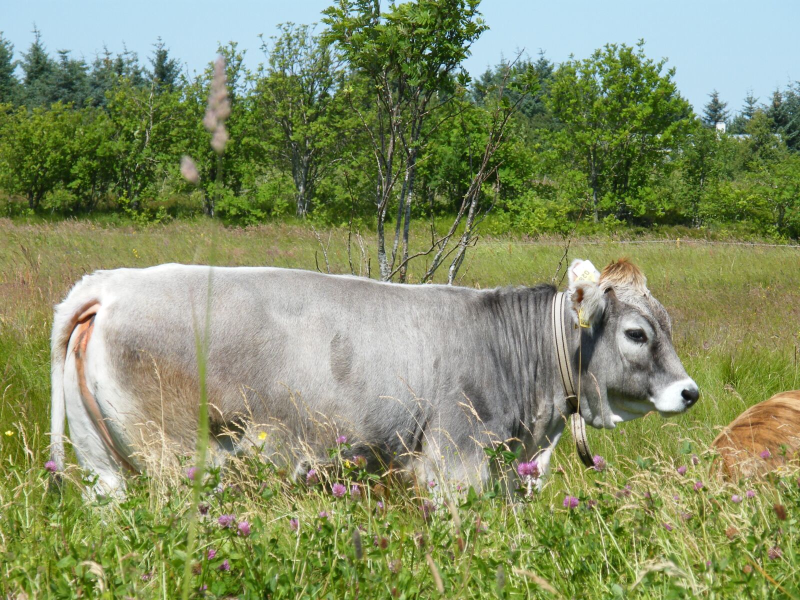 Fujifilm FinePix S8000fd sample photo. Cow, animals, livestock photography