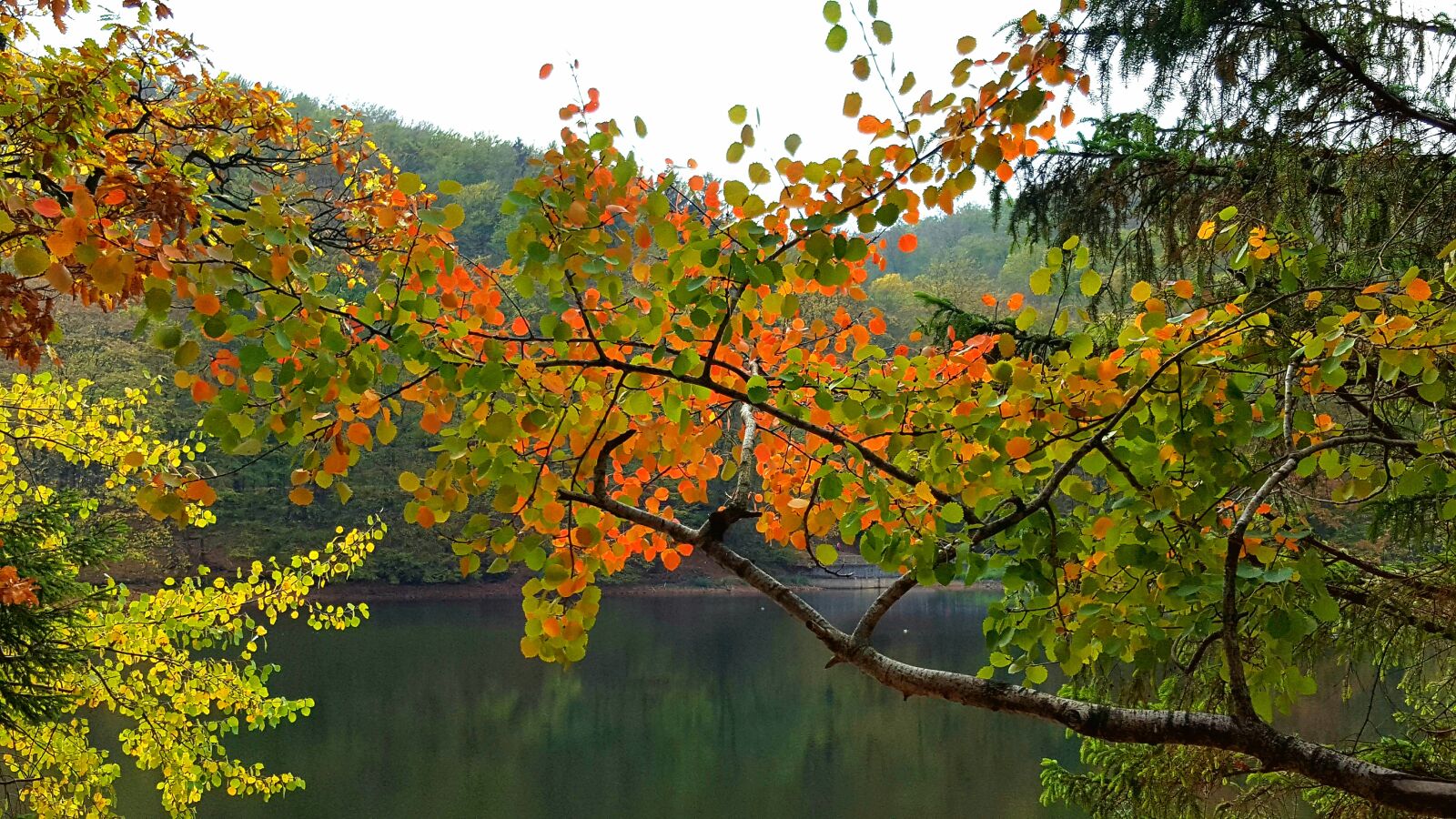 Samsung GALAXY S6 edge sample photo. Autumn, golden autumn, leaves photography