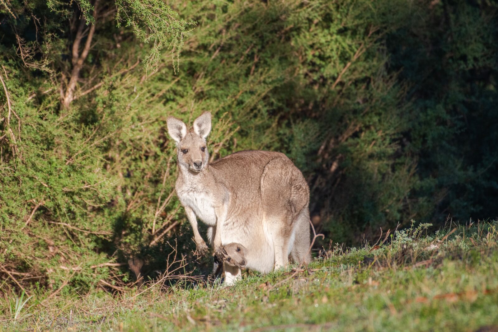 Nikon D850 sample photo. Eastern grey kangaroo, joey photography