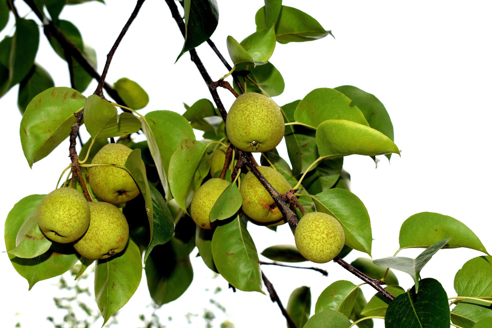 Nikon D3300 sample photo. Fruits, nature, tree photography