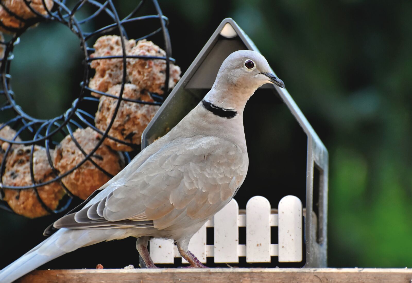 Nikon D7200 sample photo. Dove, collared, bird photography