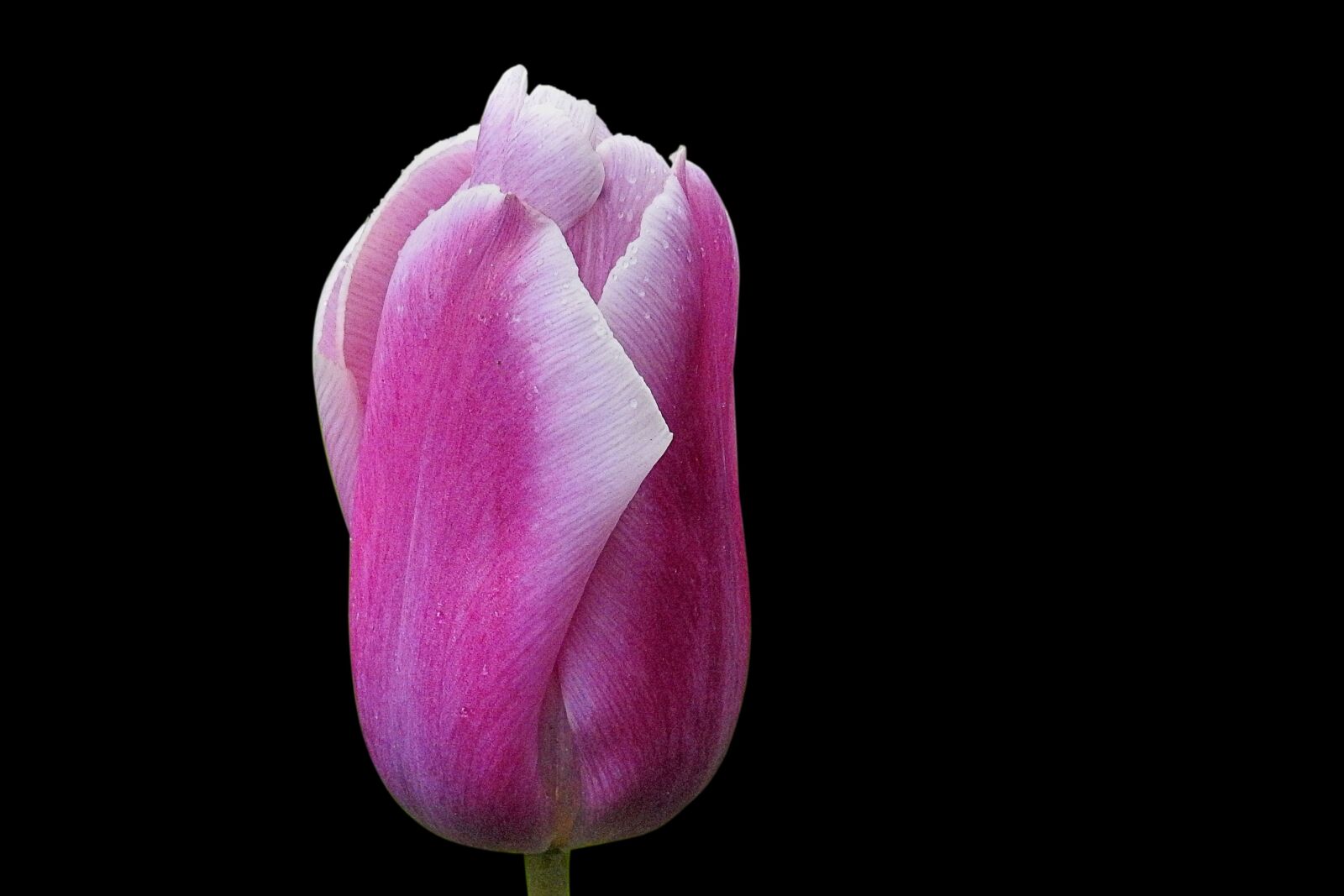 Nikon Coolpix P900 sample photo. Flower, nature, tulip photography