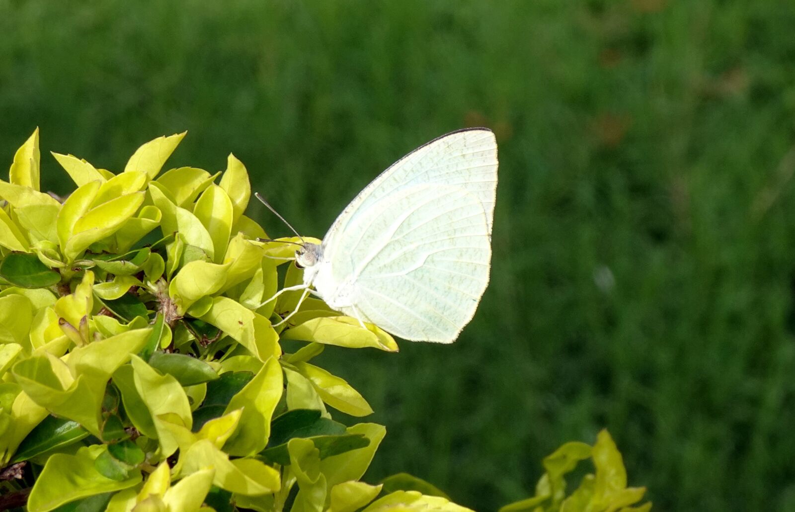 Sony DSC-WX800 sample photo. Butterfly, insect, catopsilia pomona photography