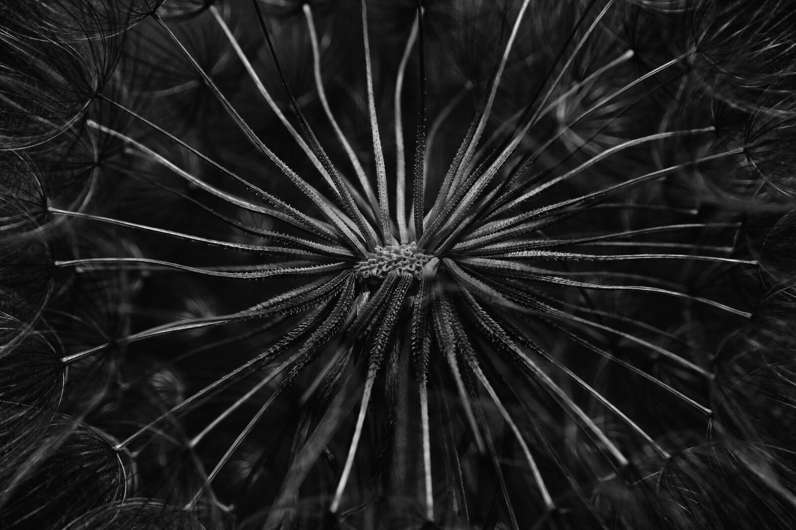 Canon EOS 1300D (EOS Rebel T6 / EOS Kiss X80) sample photo. Dandelion, flower, blossom photography