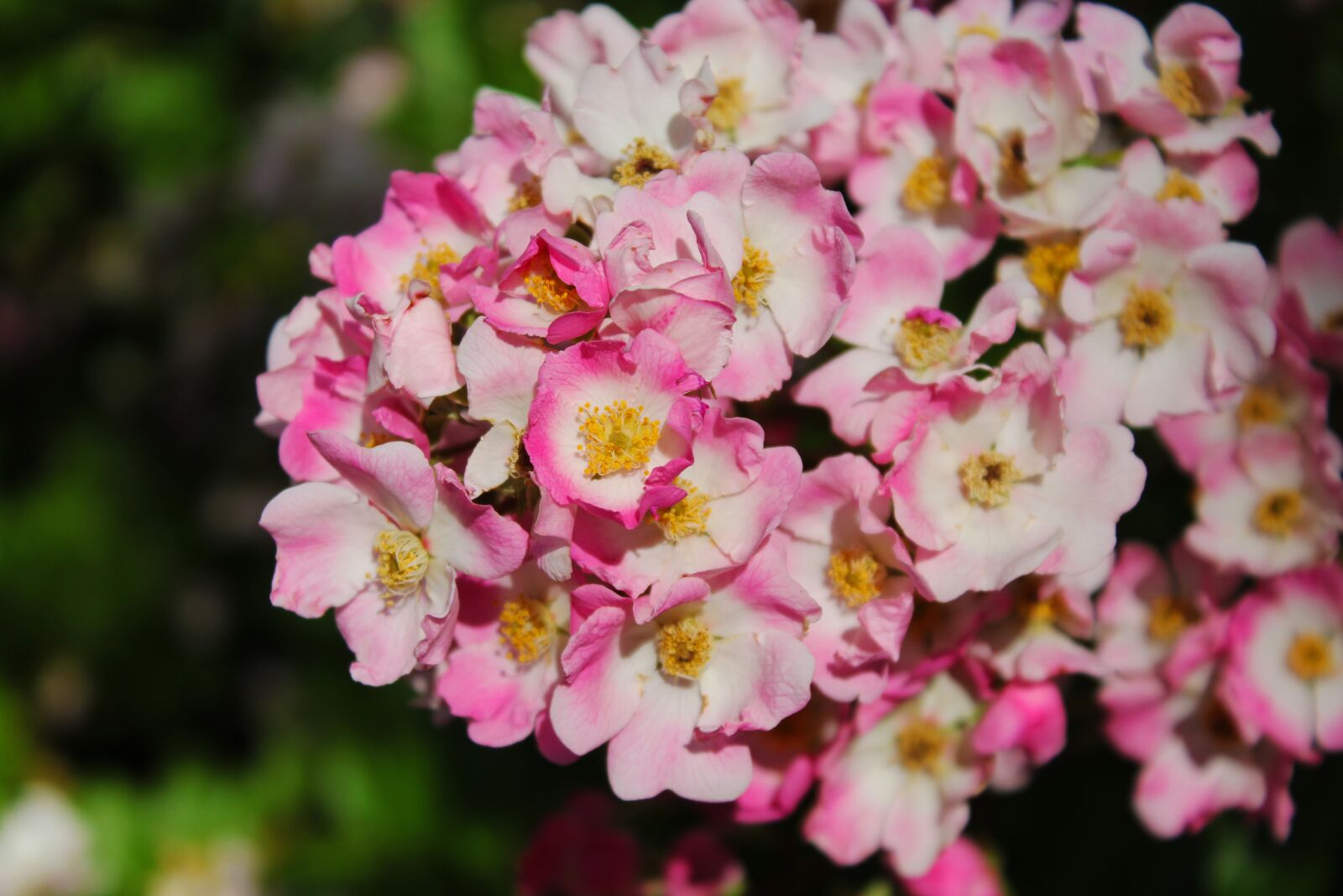 Canon EOS 1300D (EOS Rebel T6 / EOS Kiss X80) sample photo. Flower, nature, plant photography