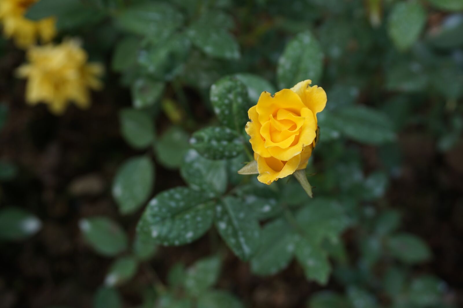 Sony a6000 sample photo. Yellow roses, green leaf photography