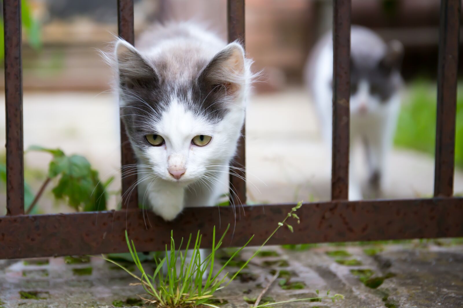 Canon EF 24-70mm F4L IS USM sample photo. Cat, animals, pet photography