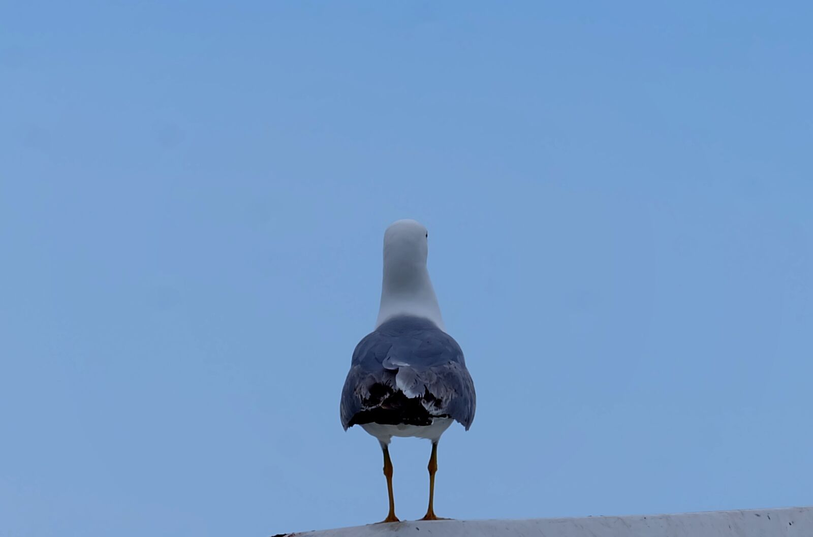 Fujifilm X-A2 + Fujifilm XC 50-230mm F4.5-6.7 OIS II sample photo. Seagull, gull, bird photography