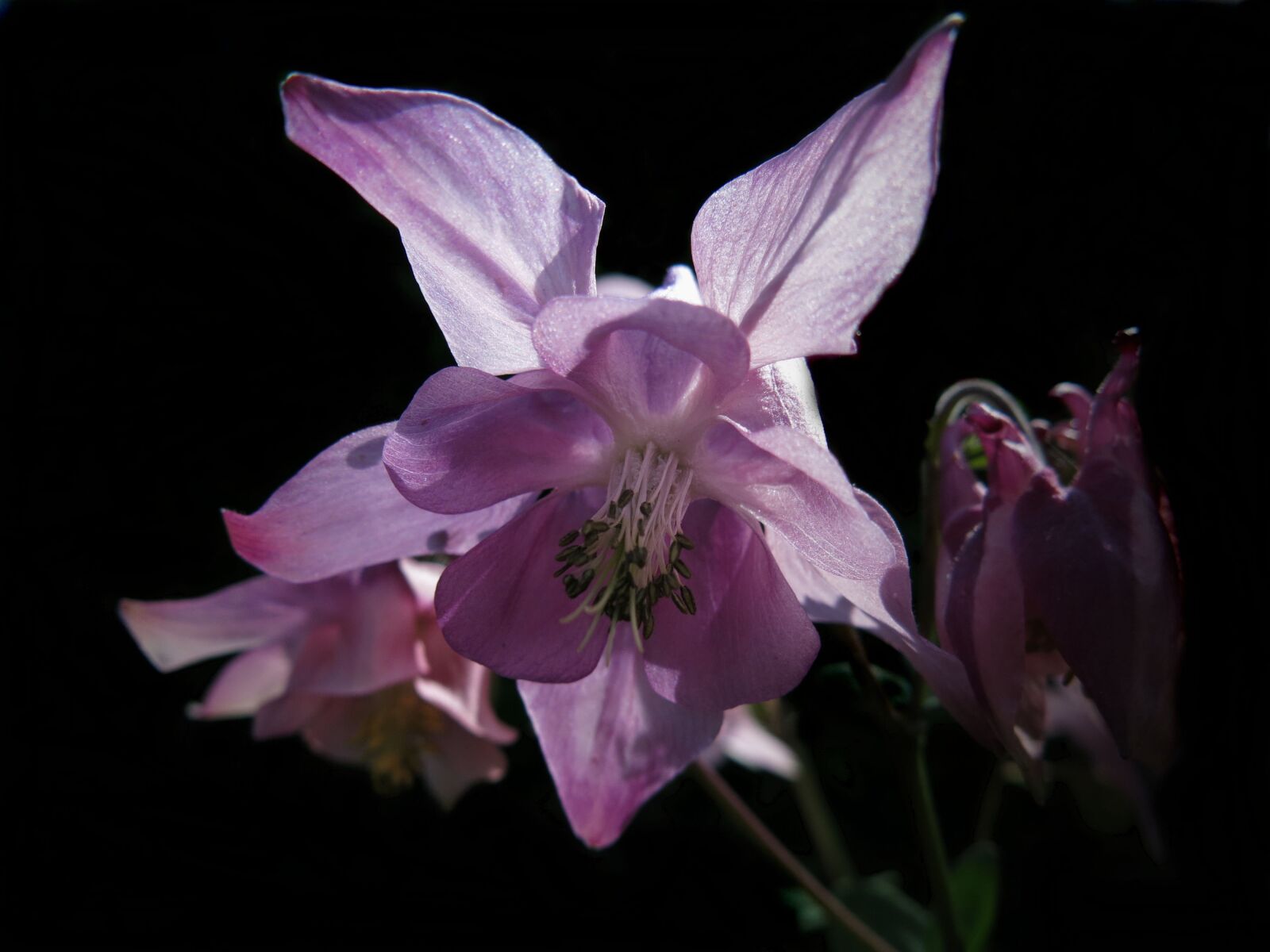 Canon PowerShot G15 sample photo. Columbine, pink, blossom photography