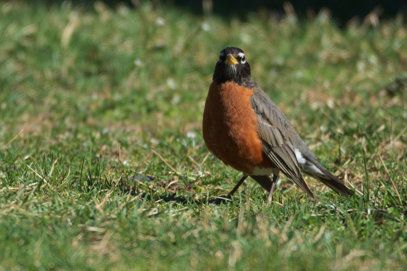 Nikon D5000 sample photo. Robin, bird, birding photography
