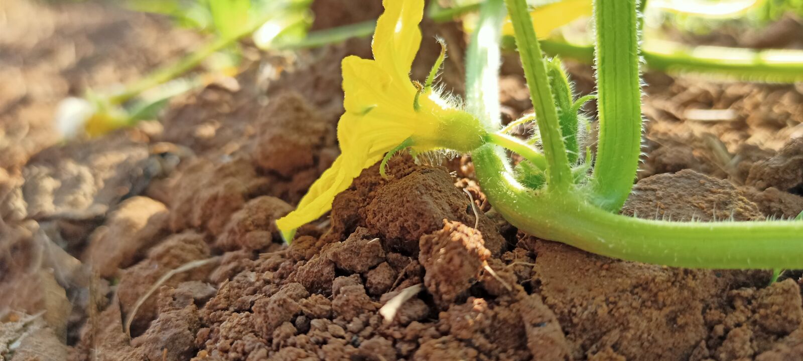 Realme RMX2001 sample photo. Flower, cucumber flower, tendril photography