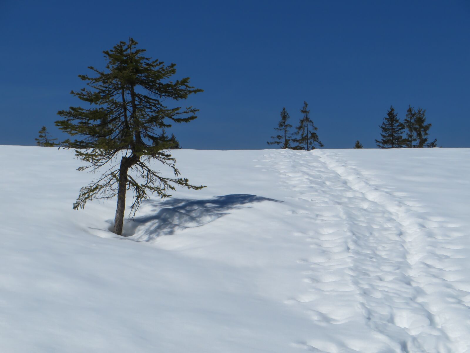 Canon PowerShot SX270 HS sample photo. Winter, snow, wintry photography