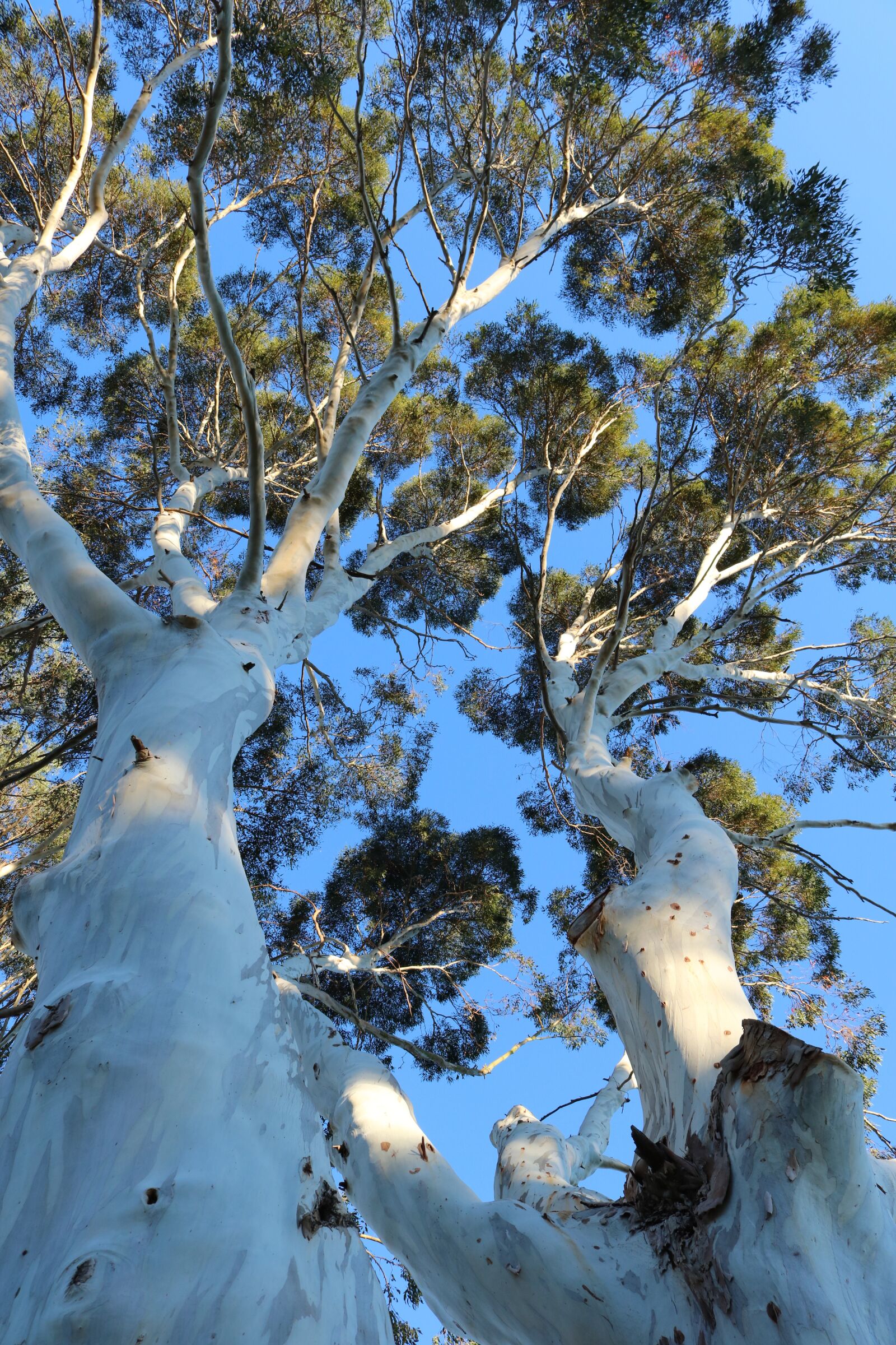 Canon EOS 750D (EOS Rebel T6i / EOS Kiss X8i) sample photo. Eucalpytus, tree, sky photography