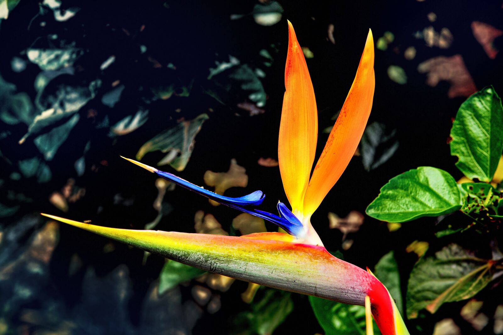 Nikon D3S sample photo. Flower, bird of paradise photography