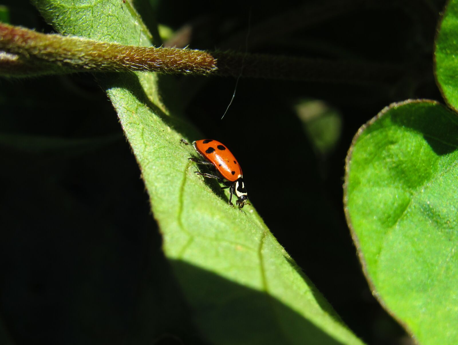 Canon PowerShot SX530 HS sample photo. Ladybug, bug, green photography