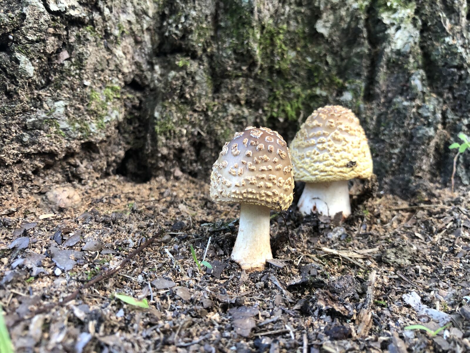 Apple iPhone X sample photo. Mushroom, nature, fungus photography
