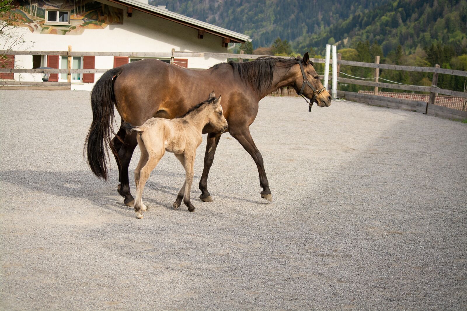 Nikon D7100 sample photo. Horse, pony, foal photography