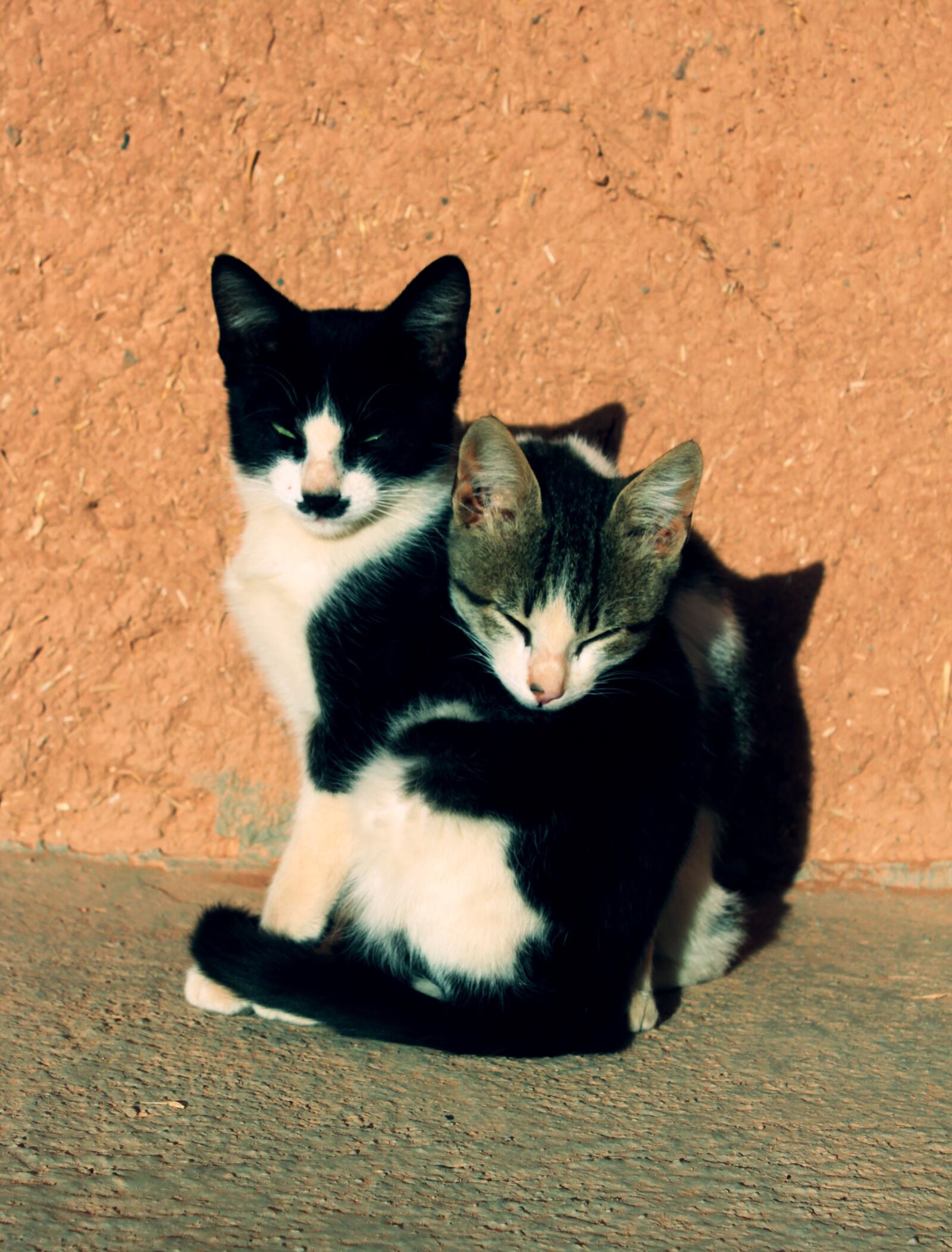 Canon EOS 500D (EOS Rebel T1i / EOS Kiss X3) sample photo. Cats, kittens, animals photography