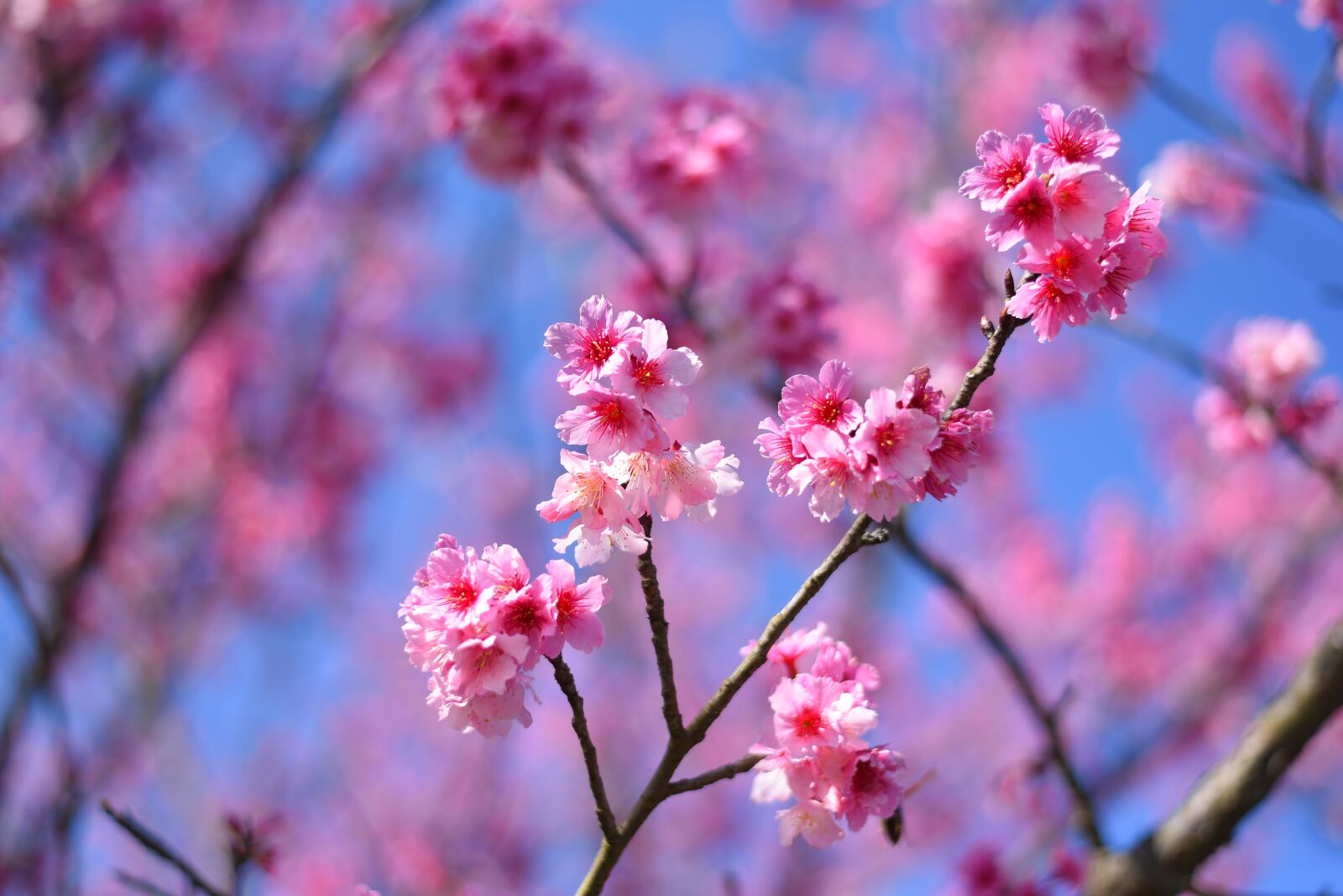 Nikon D750 sample photo. Plant, flower, cherry blossom photography
