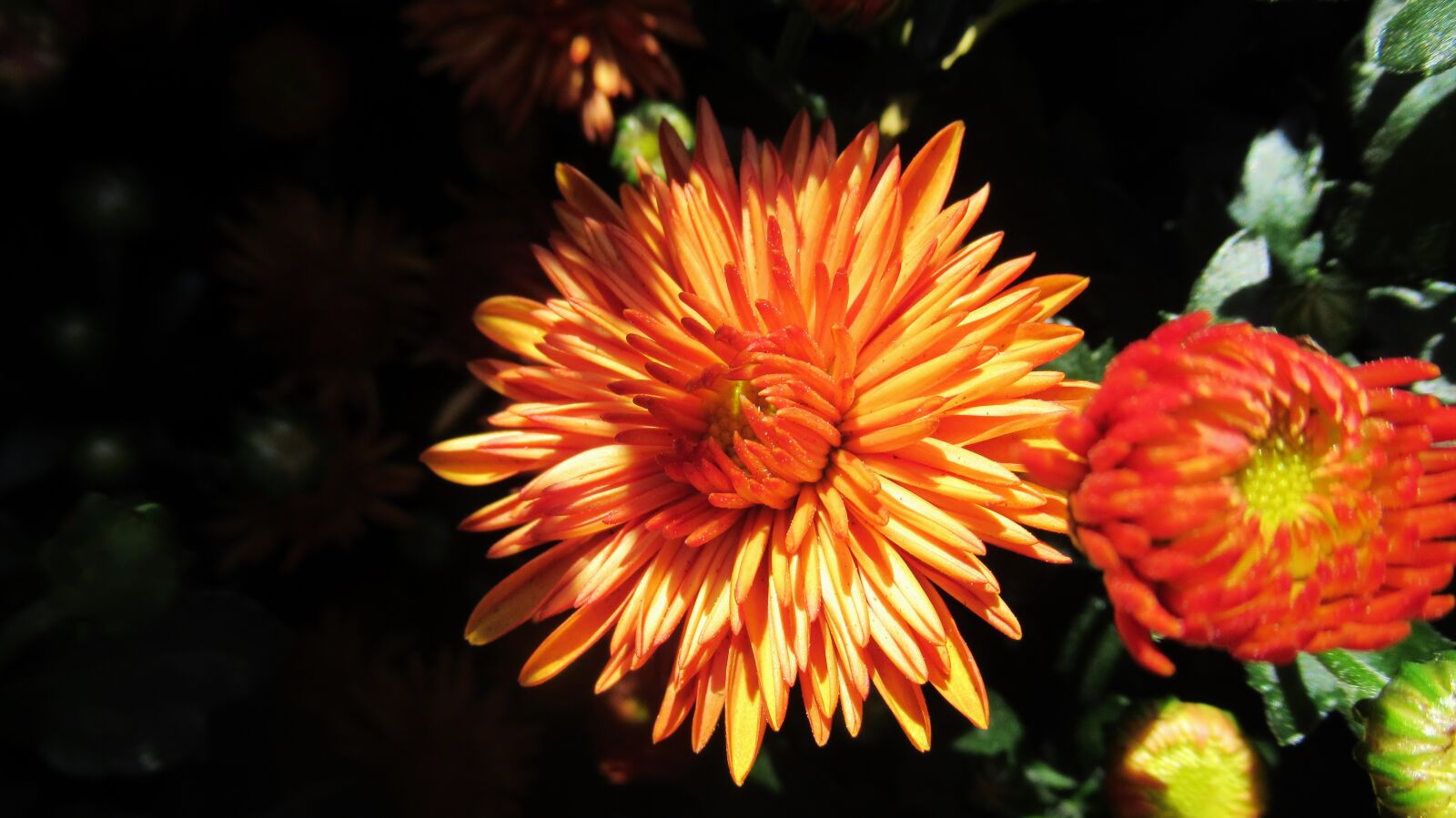 Canon PowerShot SX620 HS sample photo. Mum, flower, orange photography
