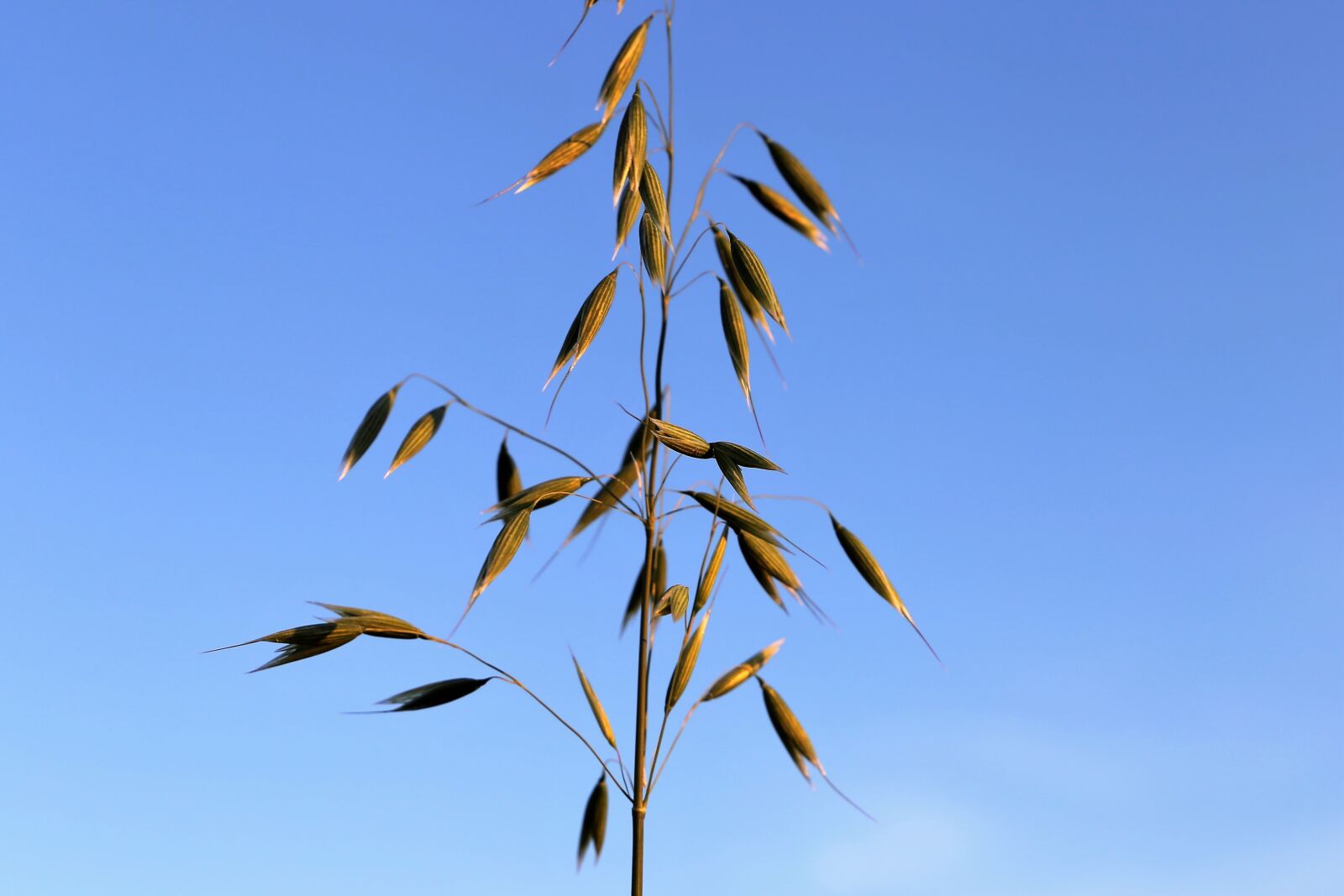 Canon EF 24-105mm F3.5-5.6 IS STM sample photo. Agriculture, oats, cereals photography
