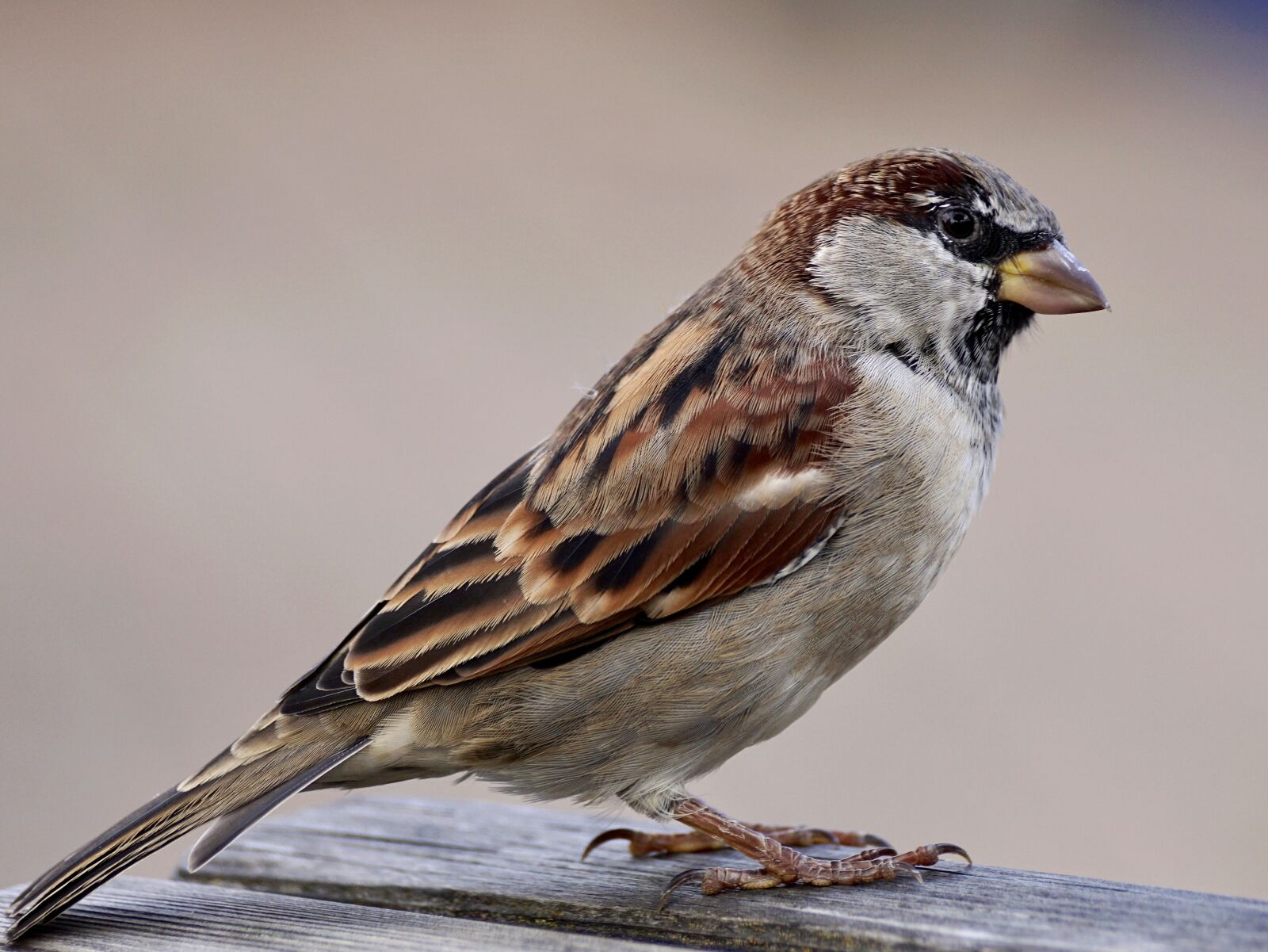 Sony DT 55-300mm F4.5-5.6 SAM sample photo. Sparrow, bird, sparrows photography