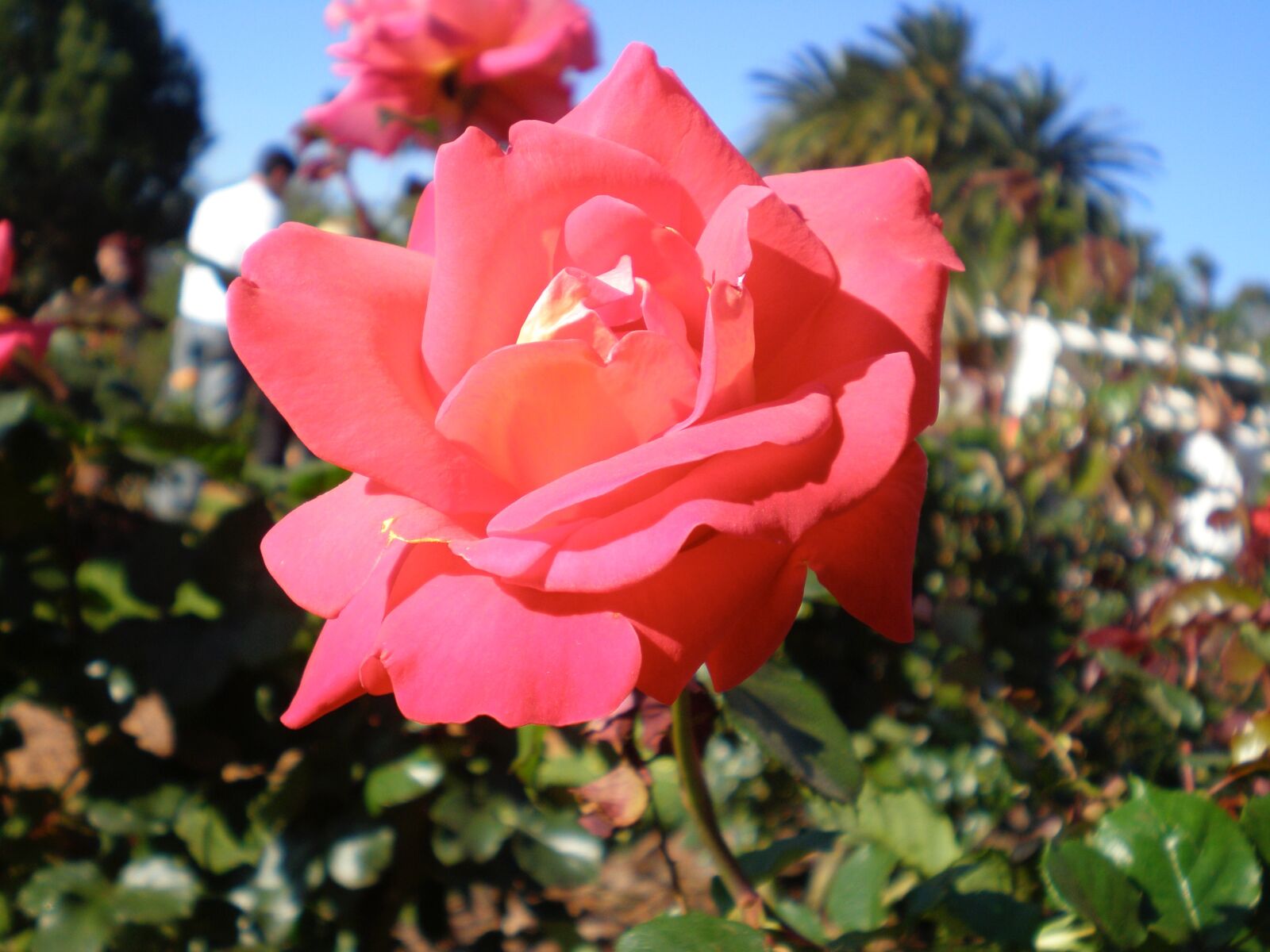 Olympus FE230/X790 sample photo. Jardin, rose photography