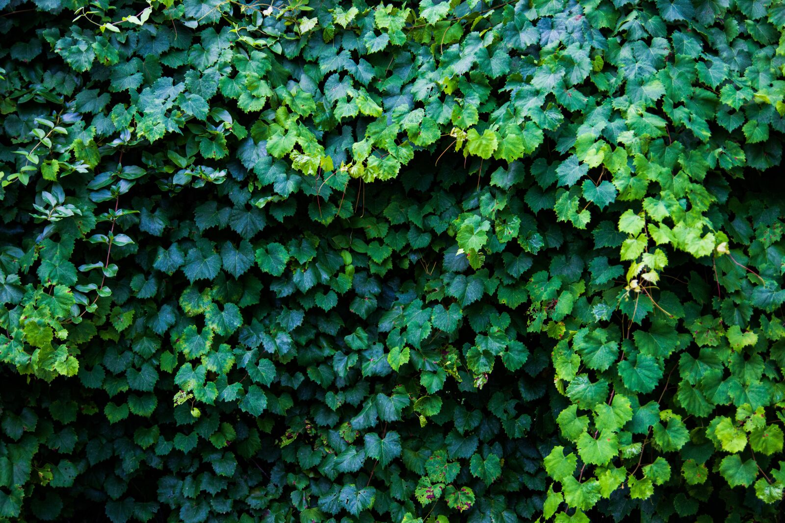 Canon EOS 600D (Rebel EOS T3i / EOS Kiss X5) sample photo. Ivy, leaf, green photography