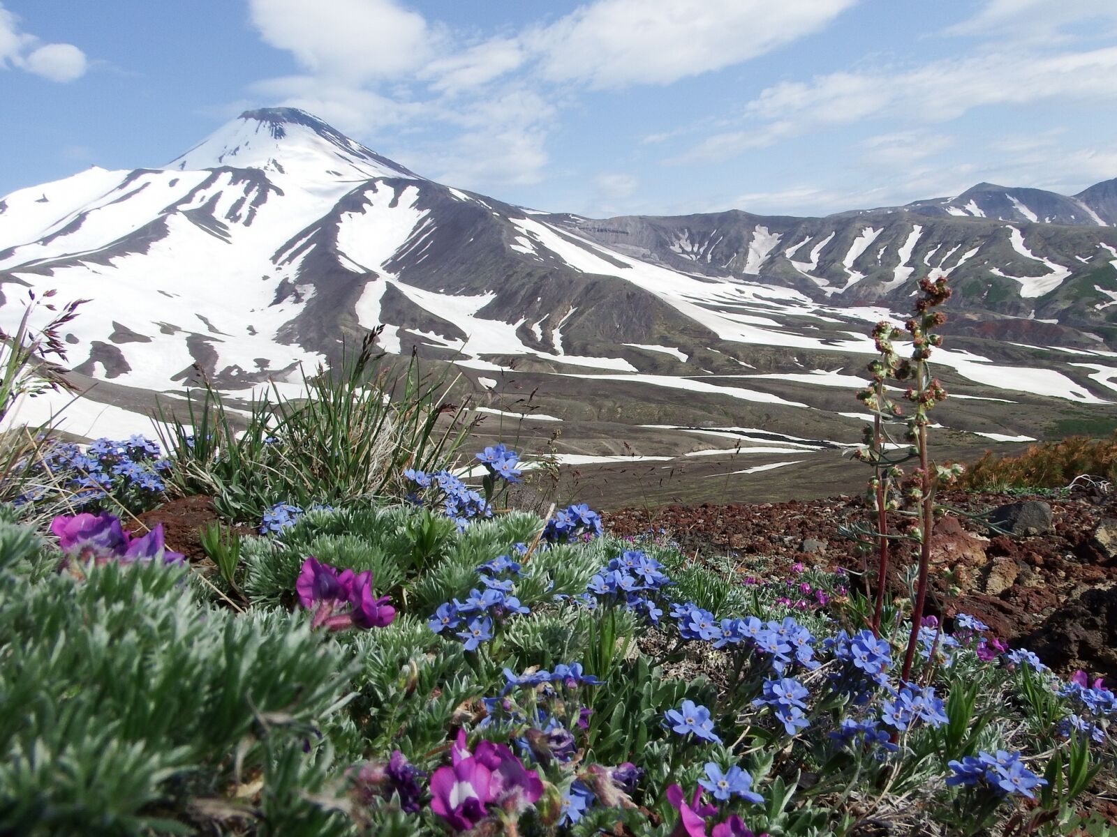 Fujifilm FinePix S1 sample photo. Volcano, the foot, flowers photography