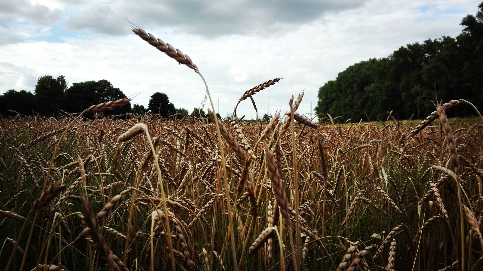 HUAWEI P8 Lite sample photo. Field, close up, cereals photography