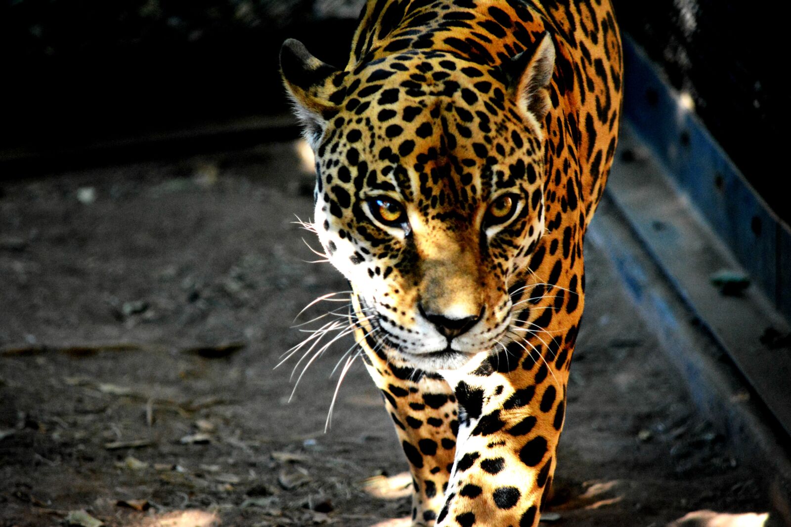 Nikon D5200 sample photo. "Bigcat, bigcats, jaguar, jaguars" photography