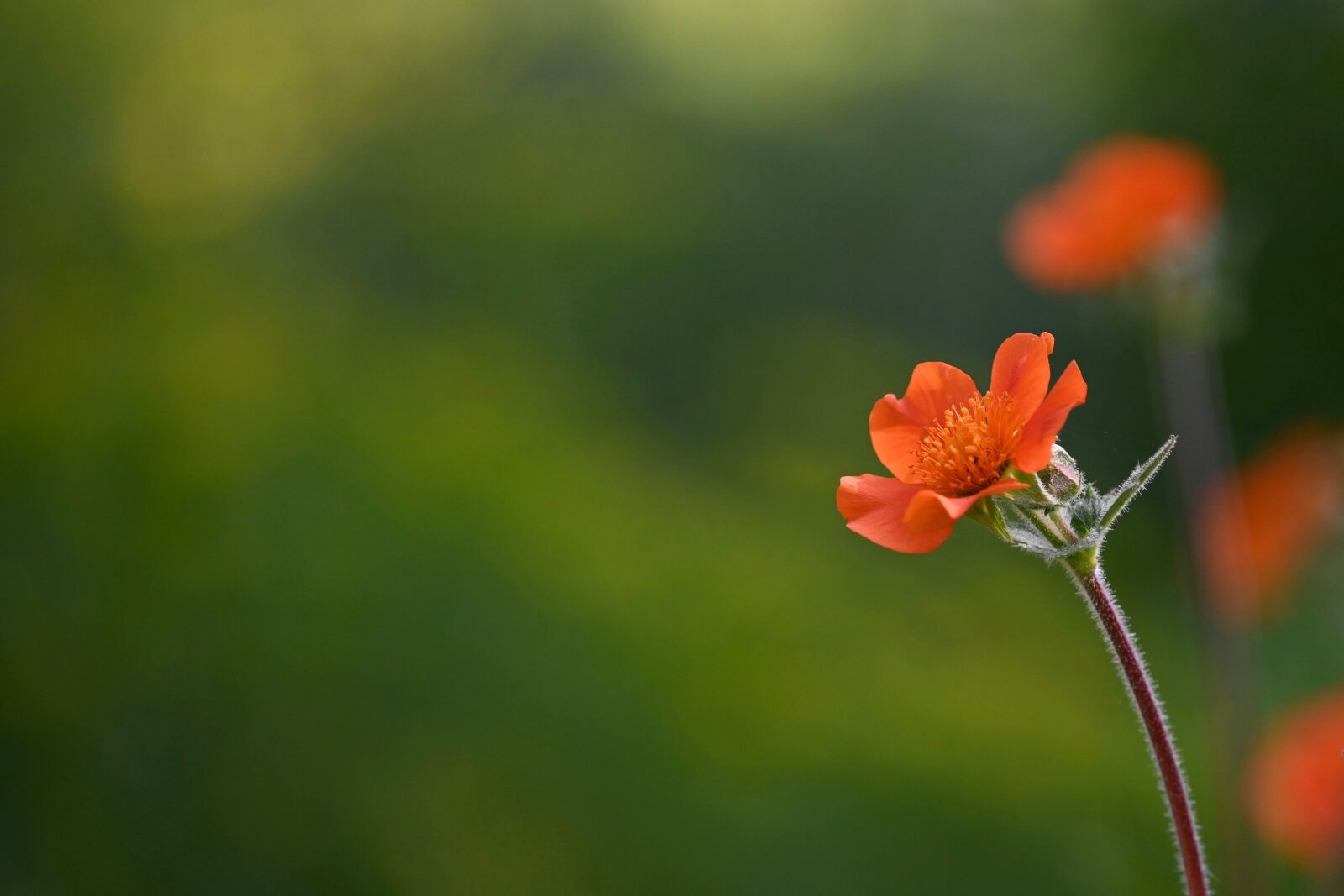 Nikon Z6 sample photo. Flower, floral greeting, background photography