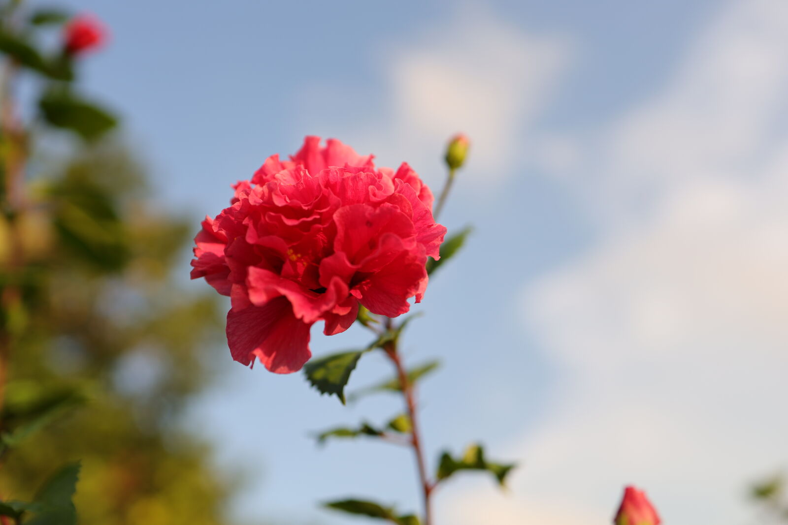 Canon EOS RP sample photo. Red hibiscus & sky photography