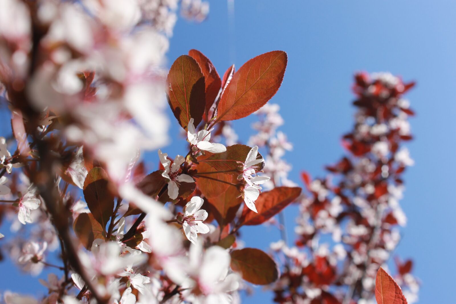 Canon EOS 1100D (EOS Rebel T3 / EOS Kiss X50) sample photo. Blossom, aalsmeer, blue photography