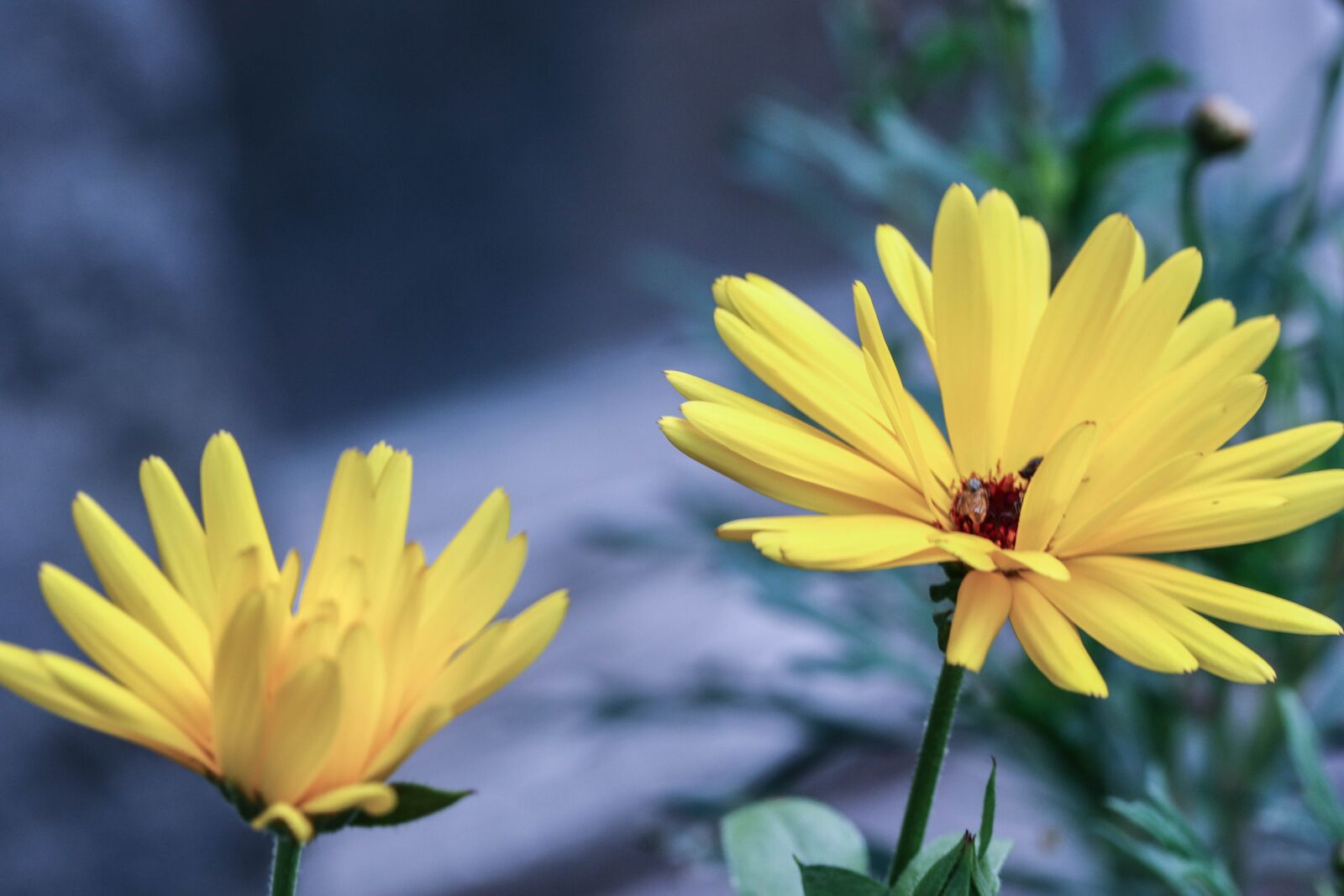 Canon EOS 7D Mark II sample photo. Flower, yellow, garden flower photography