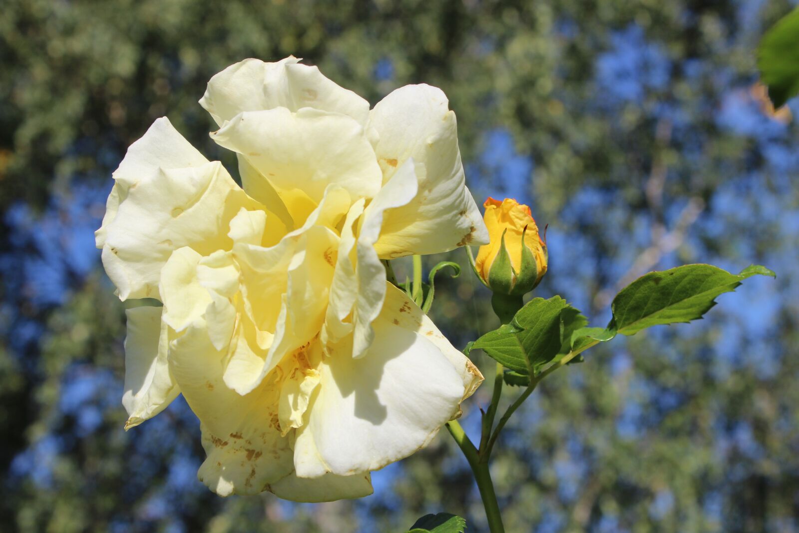 Canon EOS 600D (Rebel EOS T3i / EOS Kiss X5) sample photo. Rose, steep, white photography