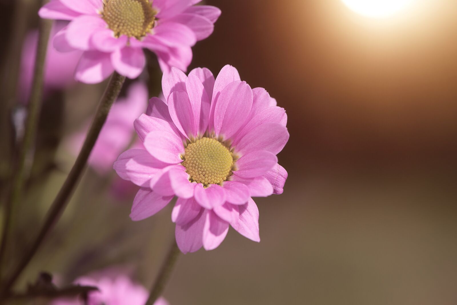 Nikon D750 sample photo. Flower, pink, pink flower photography